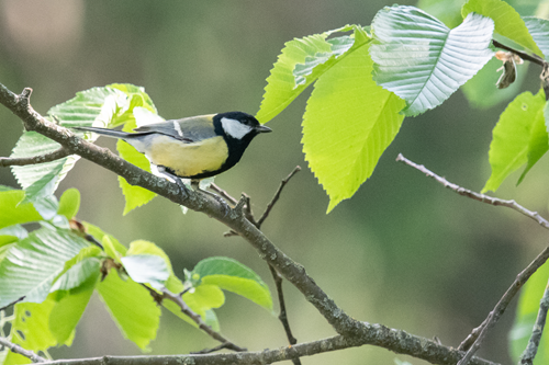 Wildlife Tours and Talks